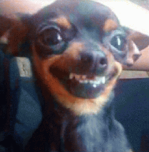 吉娃娃表情包 [我想这是用表情包的最高境界]