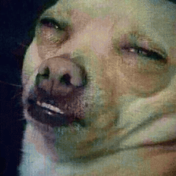 吉娃娃表情包 [我想这是用表情包的最高境界]