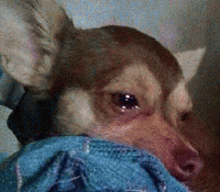 吉娃娃表情包 [我想这是用表情包的最高境界]