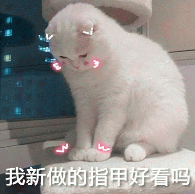 小白猫表情包 [你该不会是个傻子吧]