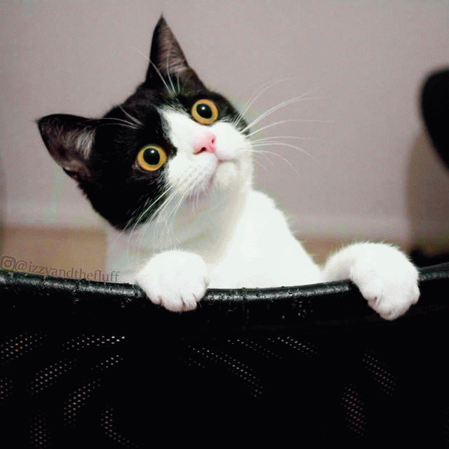 小黑猫表情包 [人家是只无文字的小黑猫]