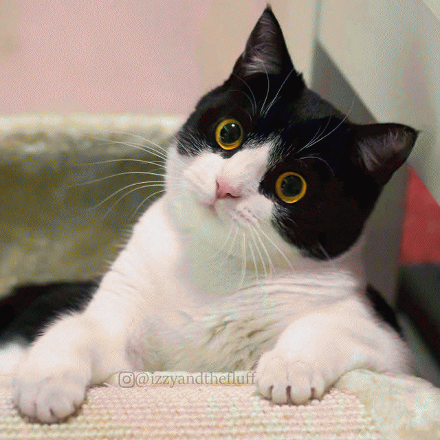 小黑猫表情包 [人家是只无文字的小黑猫]