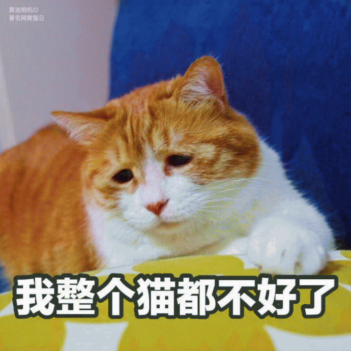 忧伤猫表情包 [满脸写着不高兴]