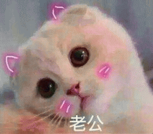 猫咪喊老公的表情包 [悄咪咪的偷窥老公]