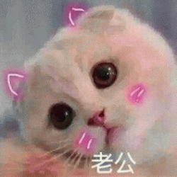 <b>猫咪喊老公的表情包情侣聊天专用</b>