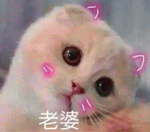 猫咪喊老公的表情包 [悄咪咪的偷窥老公]