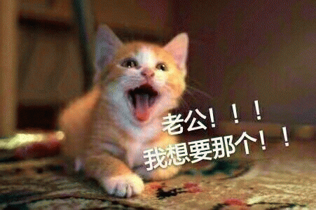 猫咪喊老公的表情包 [悄咪咪的偷窥老公]