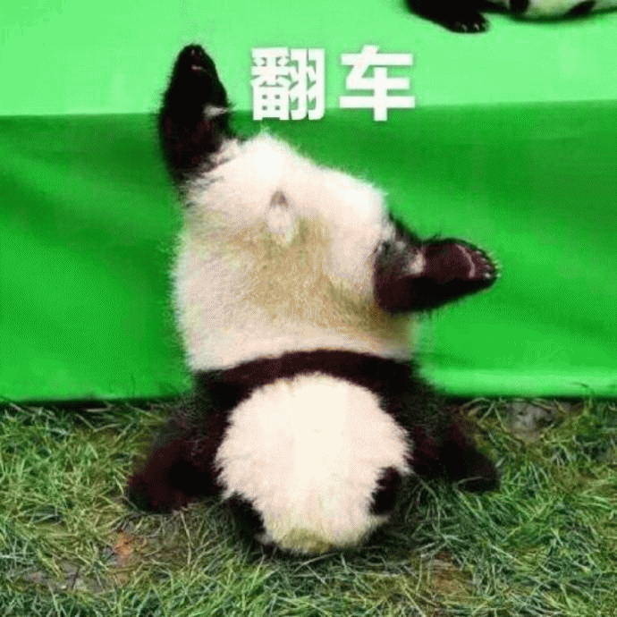 大熊猫表情包 [老公！我来看你来了！]