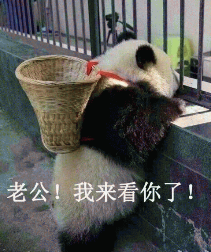 大熊猫表情包 [老公！我来看你来了！]