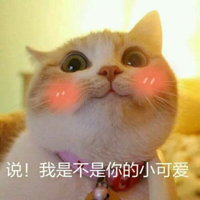 猫咪表情包 [难过的就像一个200斤的橘猫]