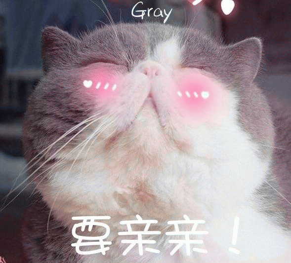 英国短毛猫情侣恩爱聊天表情包