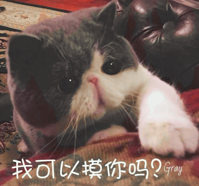 英国短毛猫表情包 [你的小可爱突然出现]