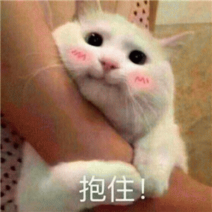 猫咪萌系表情包 [我小猫咪无话可说]