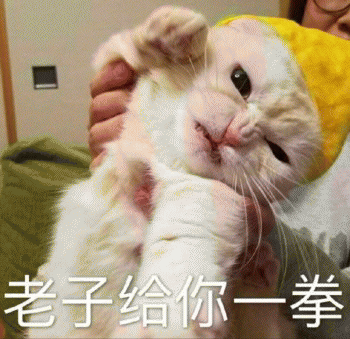 日常吸猫表情包 [哈哈哈哈哈哈 你没我萌吧！]