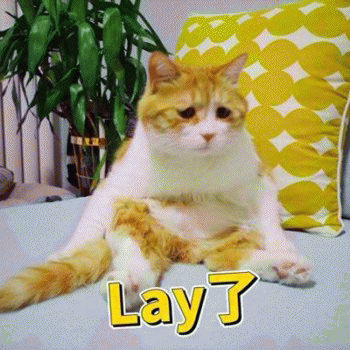 日常吸猫表情包 [哈哈哈哈哈哈 你没我萌吧！]