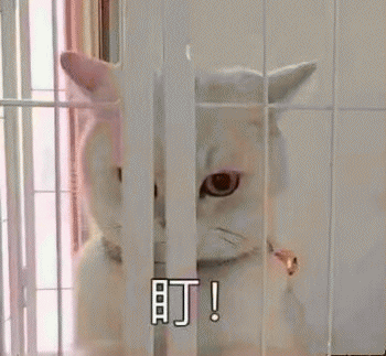 日常吸猫表情包 [哈哈哈哈哈哈 你没我萌吧！]