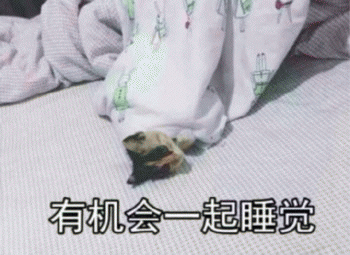 日常吸猫表情包 [哈哈哈哈哈哈 你没我萌吧！]