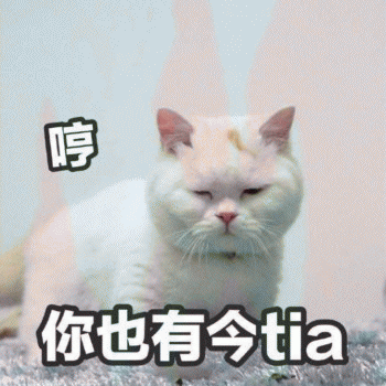 日常吸猫表情包 [哈哈哈哈哈哈 你没我萌吧！]