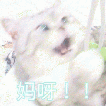 日常吸猫表情包 [哈哈哈哈哈哈 你没我萌吧！]