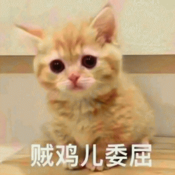 日常吸猫表情包 [哈哈哈哈哈哈 你没我萌吧！]
