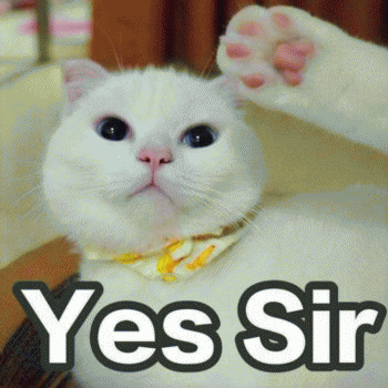 日常吸猫表情包 [哈哈哈哈哈哈 你没我萌吧！]