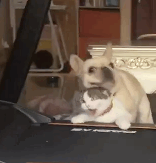 猫咪卖萌表情包GIF [最近很火的猫咪动图] 全套100张