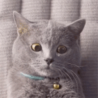 猫咪卖萌表情包GIF [最近很火的猫咪动图] 全套100张