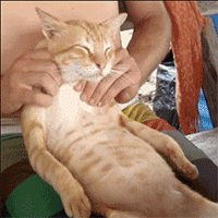 猫咪卖萌表情包GIF [最近很火的猫咪动图] 全套100张