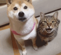 猫咪卖萌表情包GIF [最近很火的猫咪动图] 全套100张