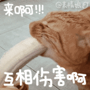 猫咪卖萌表情包GIF [最近很火的猫咪动图] 全套100张