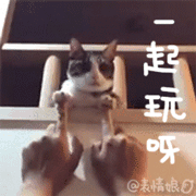 猫咪卖萌表情包GIF [最近很火的猫咪动图] 全套100张
