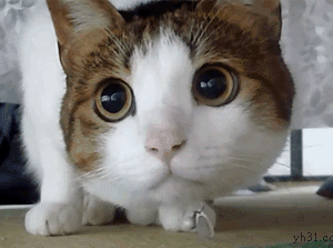 猫咪卖萌表情包GIF [最近很火的猫咪动图] 全套100张