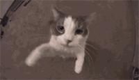 猫咪卖萌表情包GIF [最近很火的猫咪动图] 全套100张