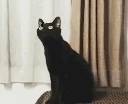 长脖子黑猫动态表情包 [dei dei dei 你说的都dei]