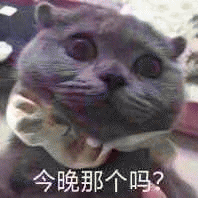 猫咪带字表情包微信呆萌图片