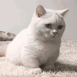 猫咪带字表情包[最近很火的表情包猫都在这里]全套200张