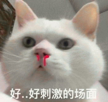 猫咪带字表情包[最近很火的表情包猫都在这里]全套200张