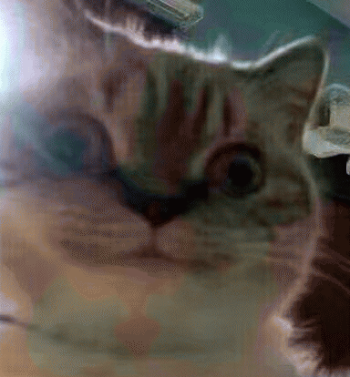 猫咪带字表情包[最近很火的表情包猫都在这里]全套200张