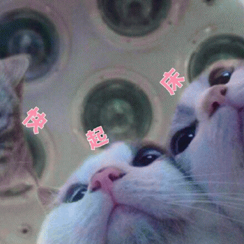 起床了表情包猫咪搞笑微信表情