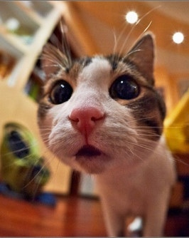 搞笑萌表情的可爱猫咪照片