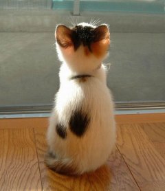 可爱萌物小猫咪图片大全