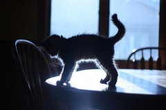 萌物小动物猫咪可爱图片