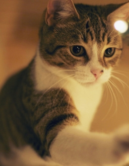 可爱猫咪新年快乐图片