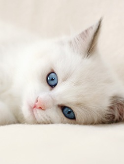 猫咪萌物女生心化唯美图片