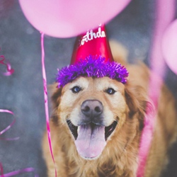 可爱小伙伴狗狗图片