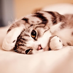 呆萌奶猫猫咪图片大全可爱