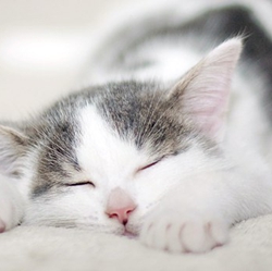 睡觉的猫咪吐舌头卡哇伊萌化了的美图