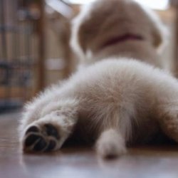 萌萌的宠物狗小女孩小狗好伙伴图片