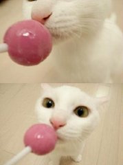 可爱的猫咪图片呆萌萌的