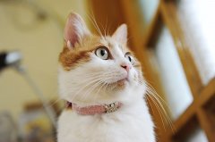 好看的猫咪清晰可爱美图